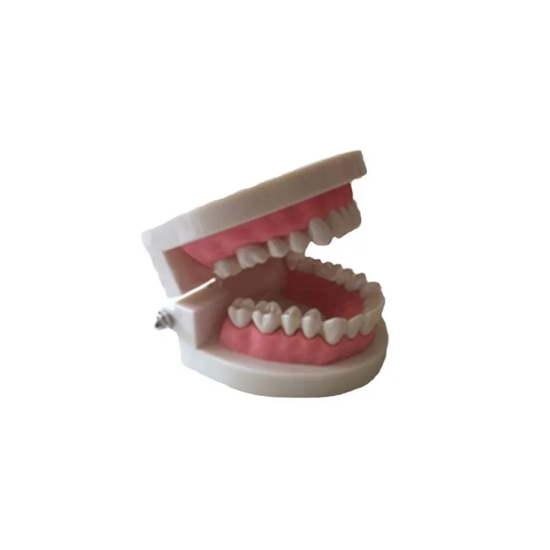 Resin Tooth Model Decoration Medical Teaching Dental Model Dental Oral Teaching Dental Cast Advertising Gifts
