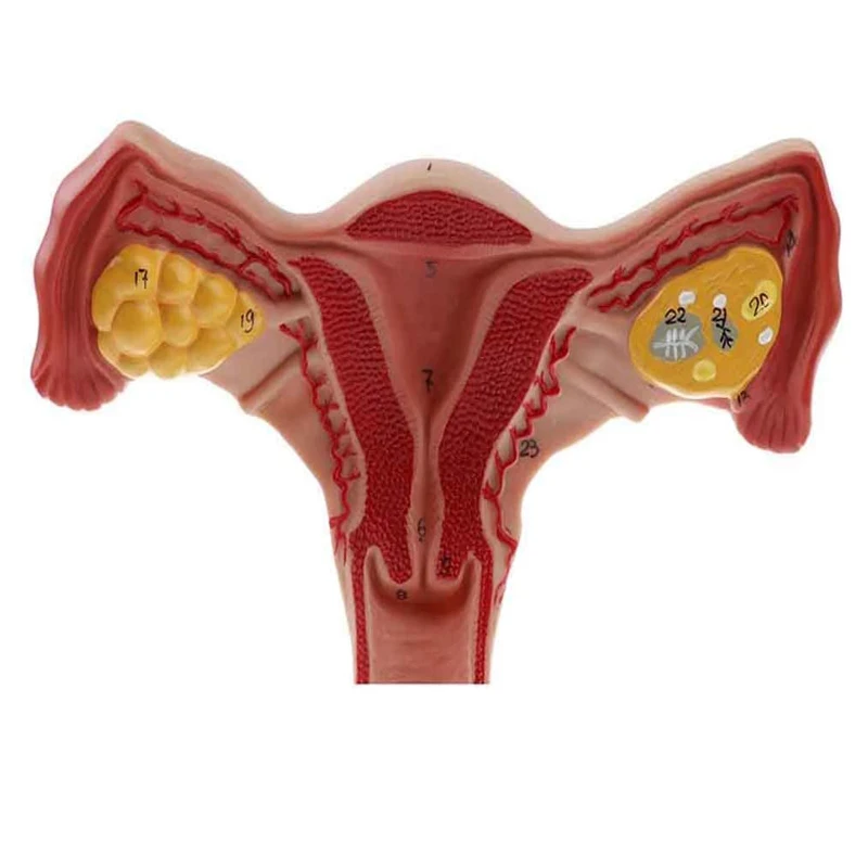 Medical Anatomy Female Reproductive Organ Model, Female Uterus Model For Medical Science