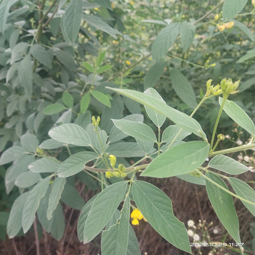 Pure natural raw dried Pigeon pea cut leaf dehydrated Cajanus cajan leaves for sale