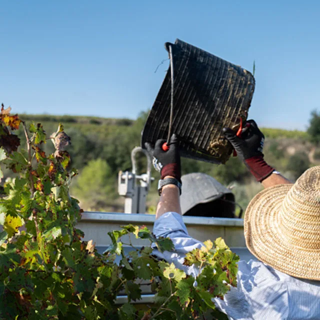 Ароматный меллоу вкус от поставщика магазина витрин