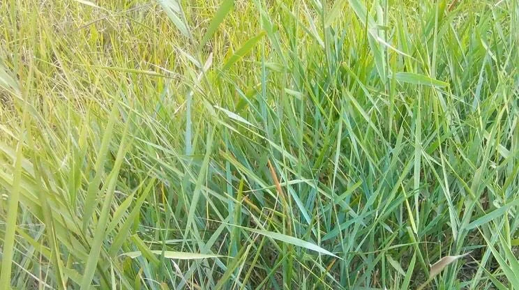 
Suntoday High Quality Natural Grass and Grass Grassgrass Seeds1kg/bag 