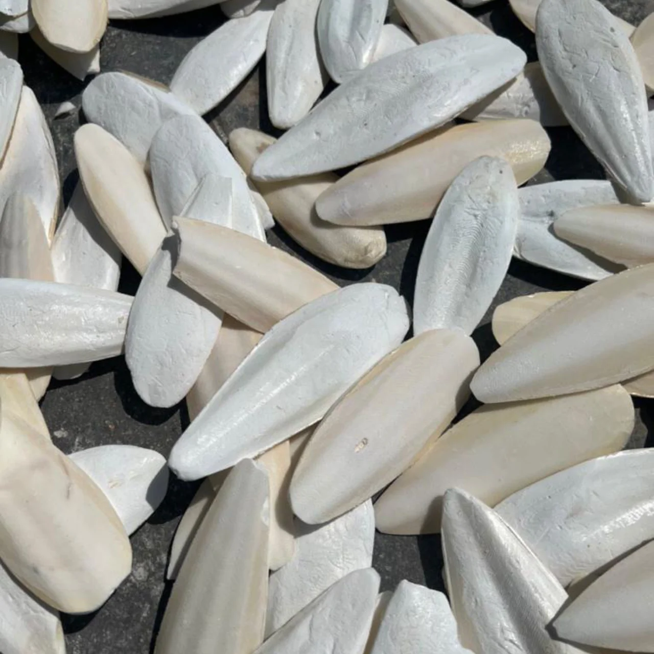 CUTTLE FISH Natural White Dried Bone Bird Food Squid Bone Cuttlefish Bones Bird for Nutrition Supplement Cuttlebone