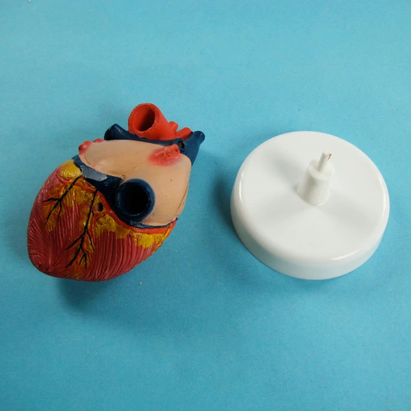 New High Quality Cheap Price Biology Teaching Aids Life-Sized Human Heart Model