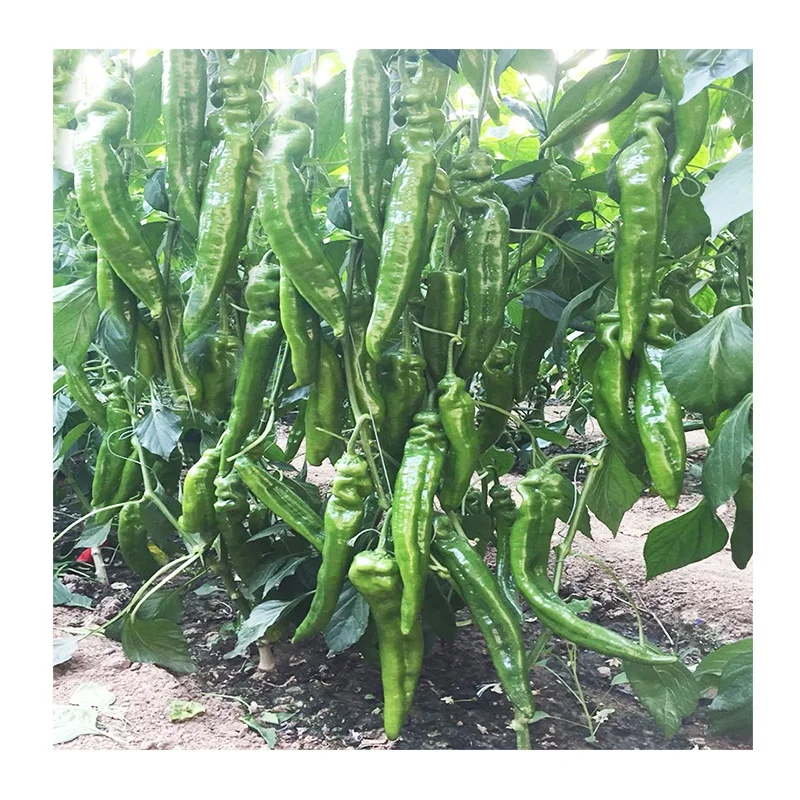 
Chinese Vegetable Seeds With High Yield And Heat Resistance Pepper Seeds 