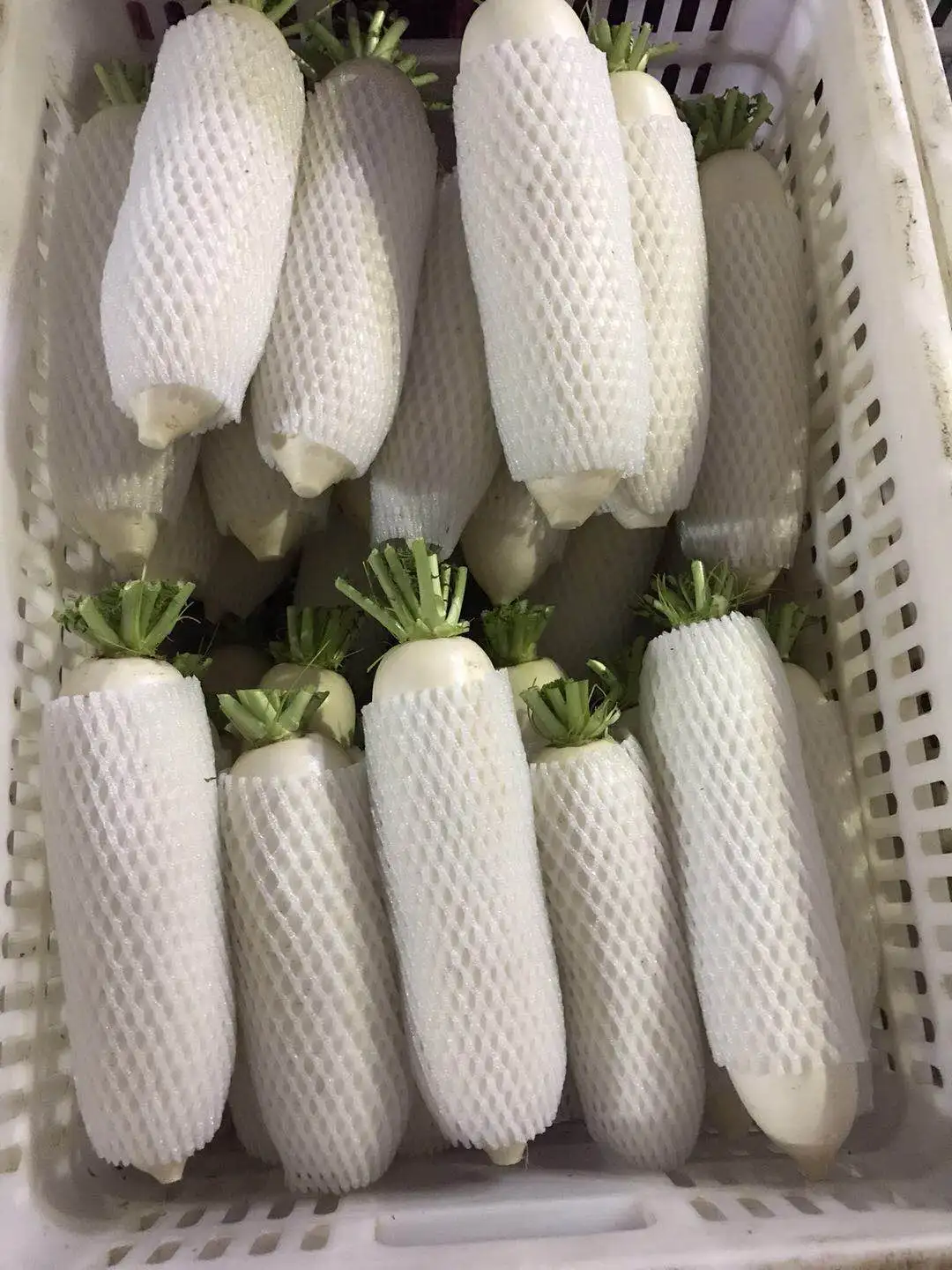 2022 Chinese Fresh White radish direct manufacture Shandong Xiamen new crop high quality