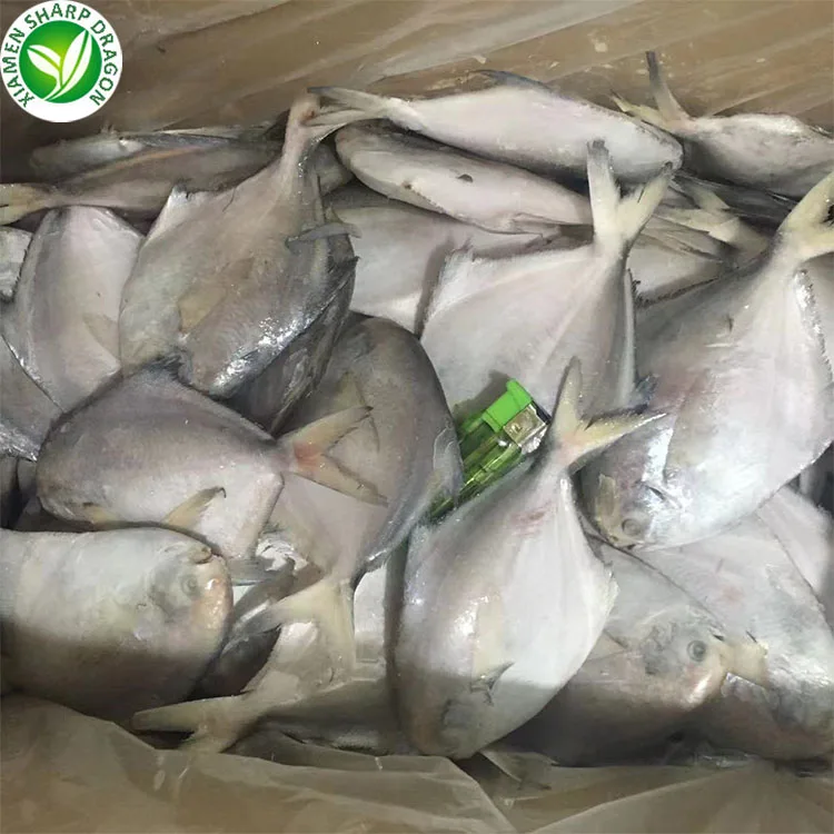 Fujian supplier Good quality cheap price Frozen white Pomfret fish