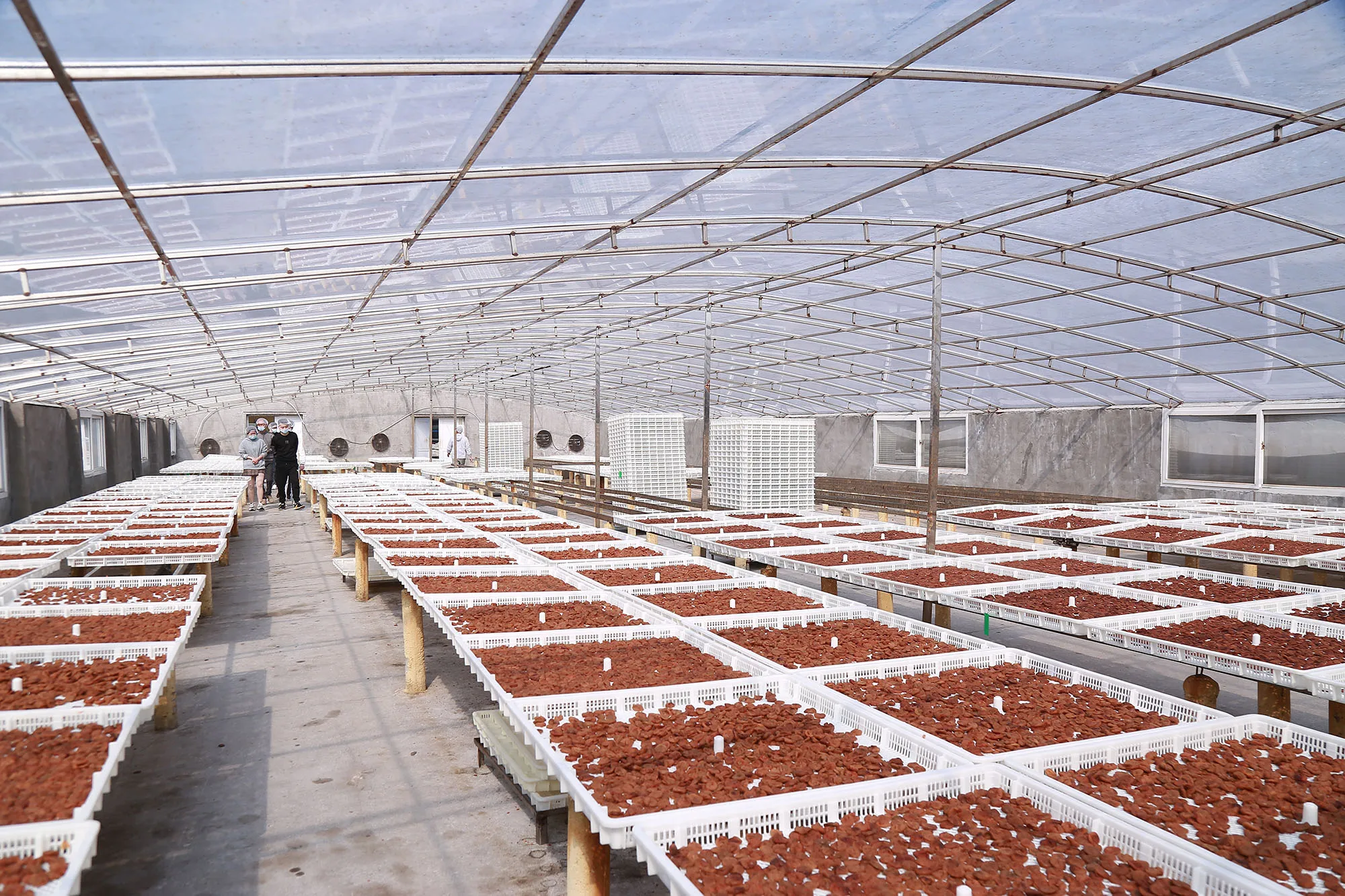 Factory Hot Sale Seedless Li Hing Mui Plum Huamei Umeboshi Japanese Pitted Prune Tangerine Peel dried fruit preserved Plum