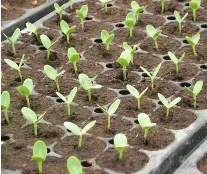 High precision needle suction seeder with tray Seedling tray machine plug seedling machine for sale