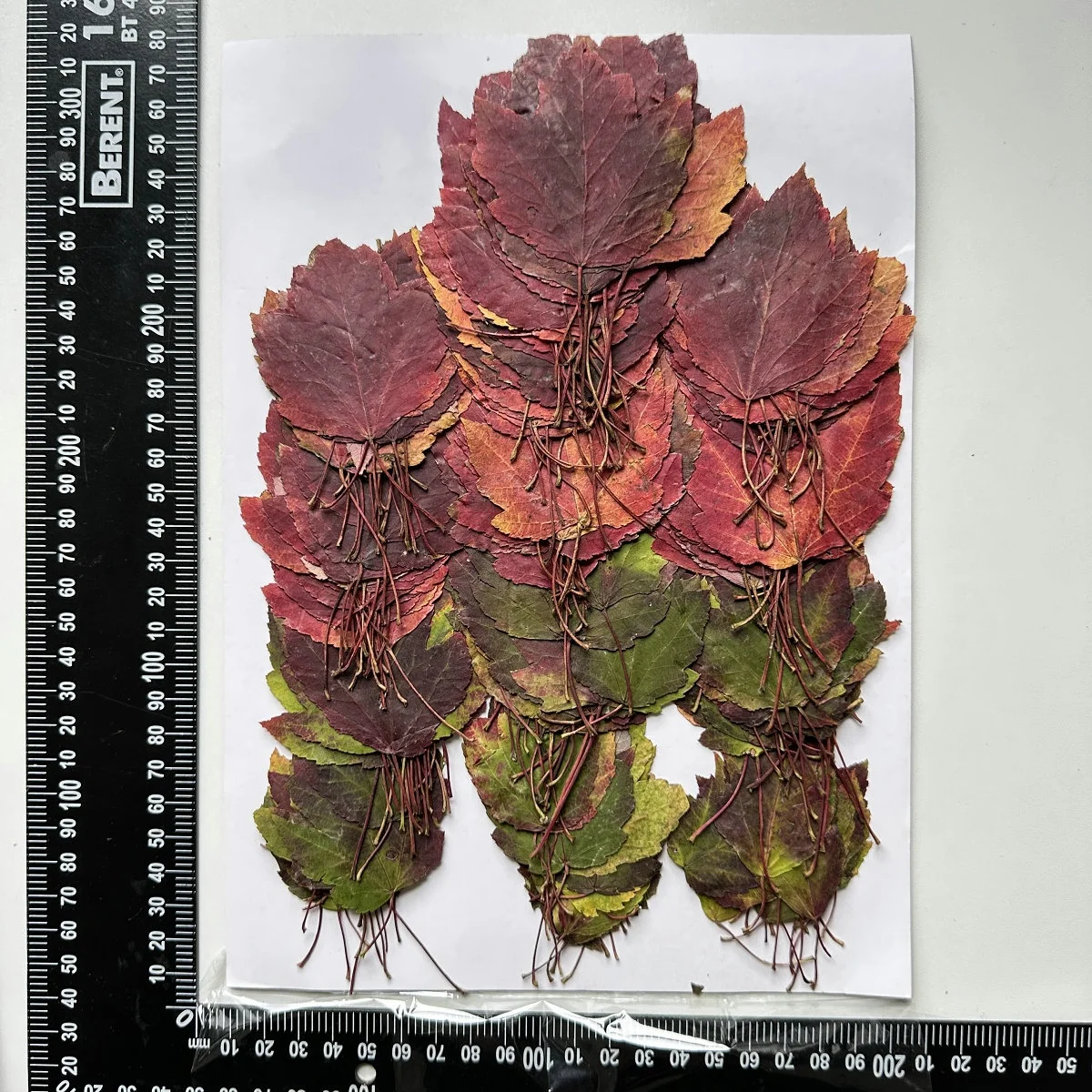 1000pcs/pack Swamp Maple Leaf Autumn Color Series Pressed Leaf For Photo Paint Frame