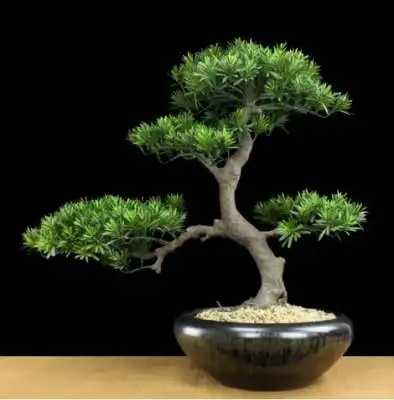 Wholesale Mini Artificial Grass Potted Japanese Bonsai Pine Tree for Home Indoor Decoration