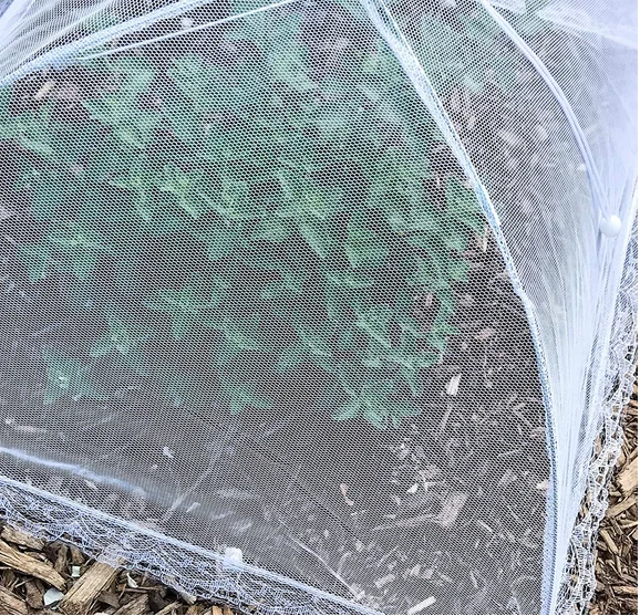 Reusable and Collapsible Food Cover Tent Mesh Cover for Food for Parties Picnics BBQ