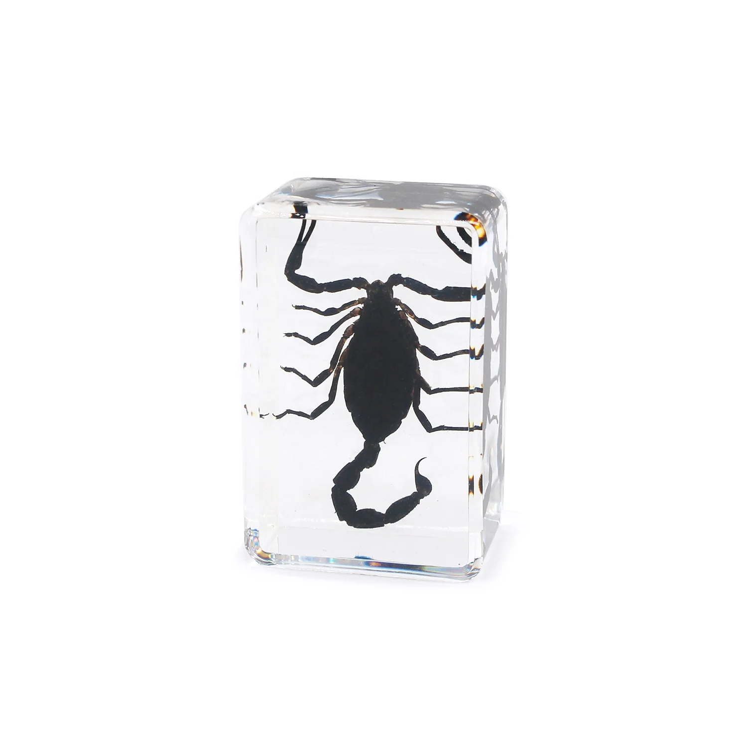 Hot selling scorpion specimen paper weight embedded real scorpion in resin animal ornaments resin crafts