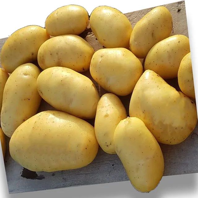 Fresh potatoes  wholesale,new harvest premium selection Holland potato exporter