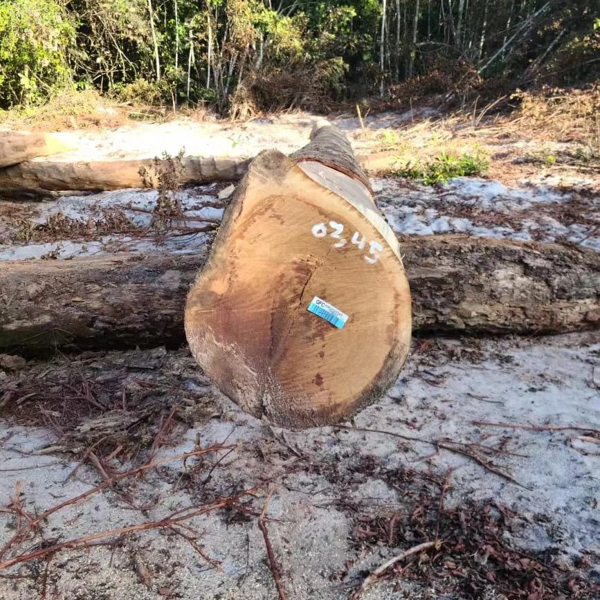 Darina round logs from Guyana, High quality with low price