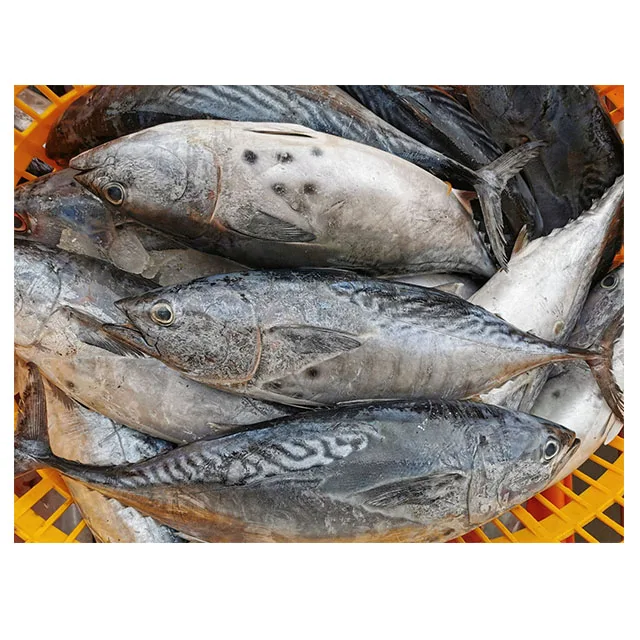 Skipjack Tuna Fish High Quality Frozen Skipjack, Albacore Tuna Frozen Bonito Skipjack Whole Round