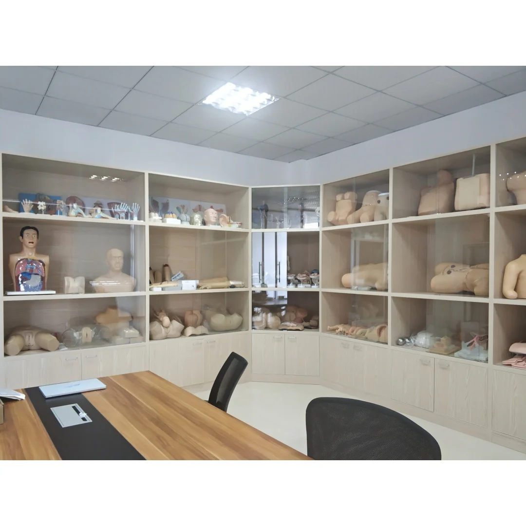 BIX-A1022 PVC Life-Size Human Anatomical Skeleton Osteoporosis Models for Medical School Training