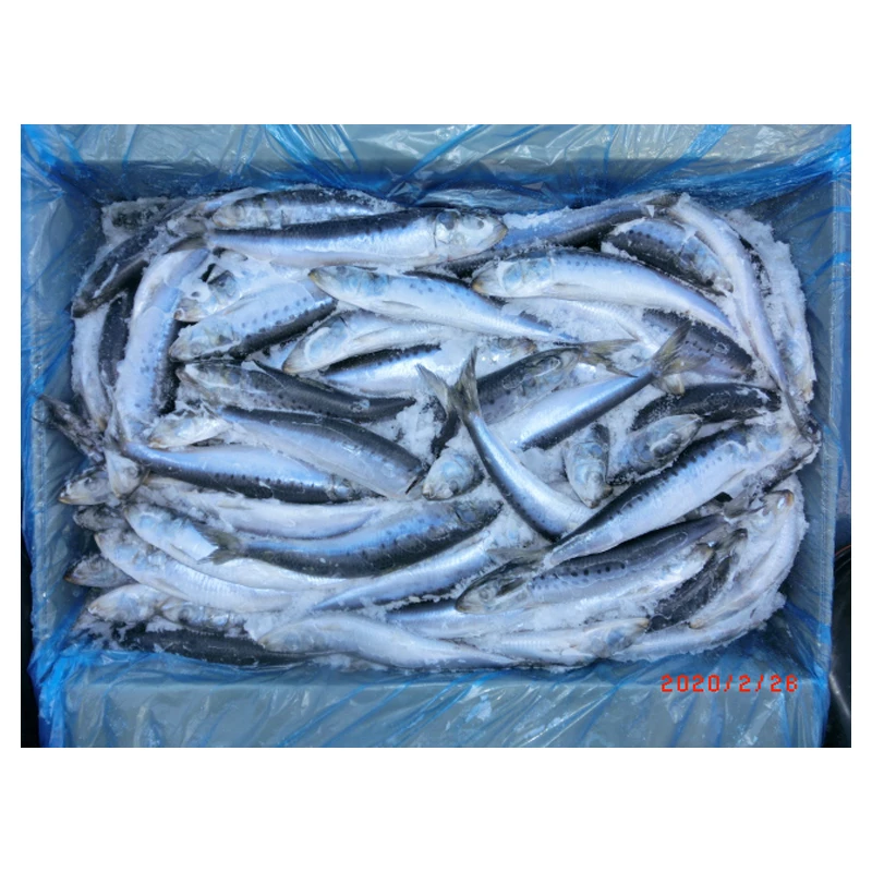 Wholesale Sardines Fresh  IQF Pilchards Frozen BQF Sardine