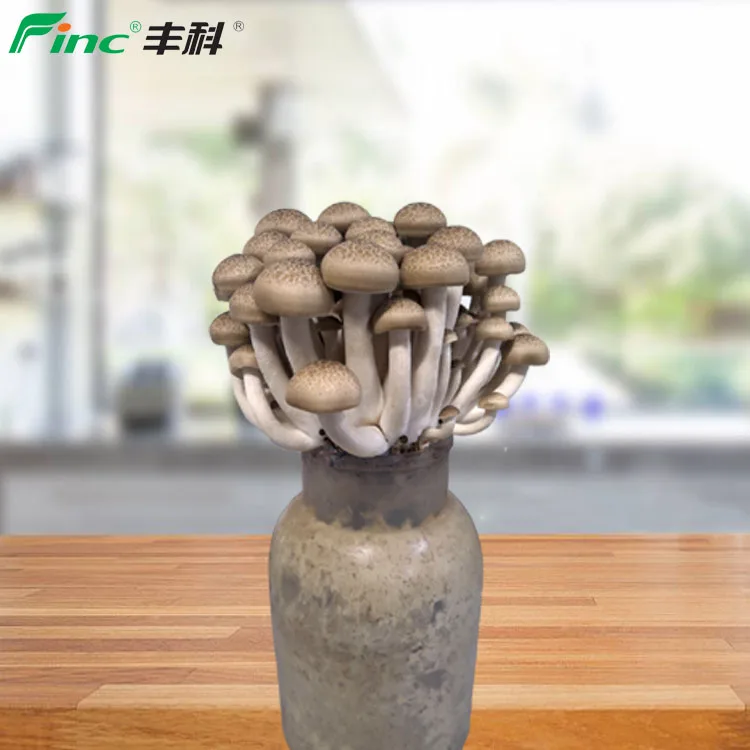 
2019 All Year Round Supplied Raw 6KGS/carton Mushrooms 
