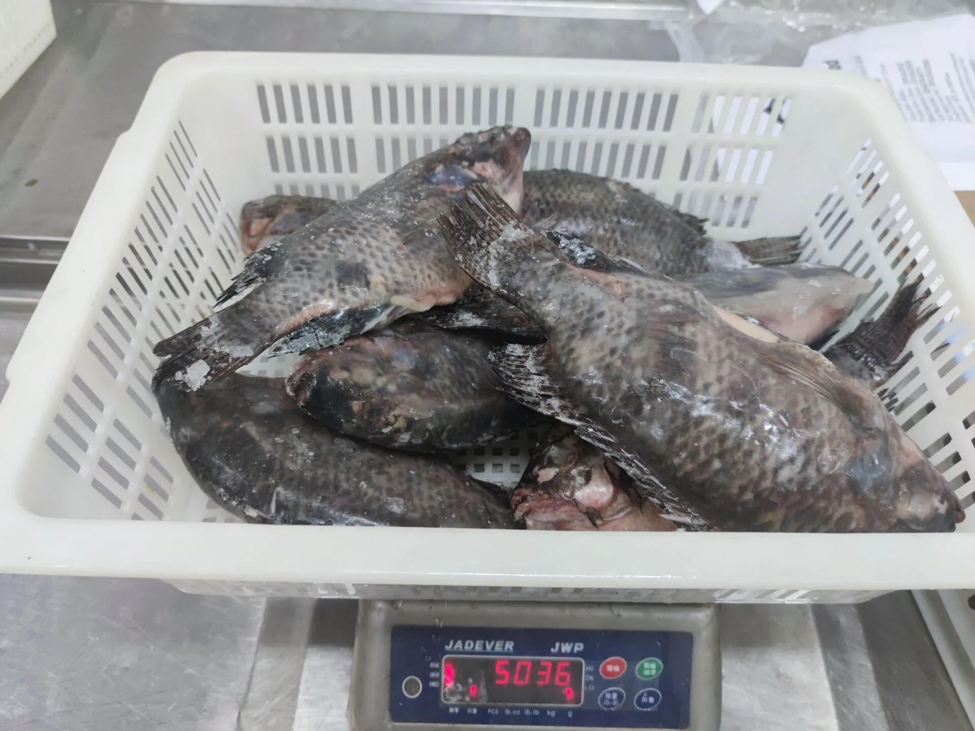 Fresh Seafoods And Frozen Food Exporter Whole Tilapia Fish Low Prices