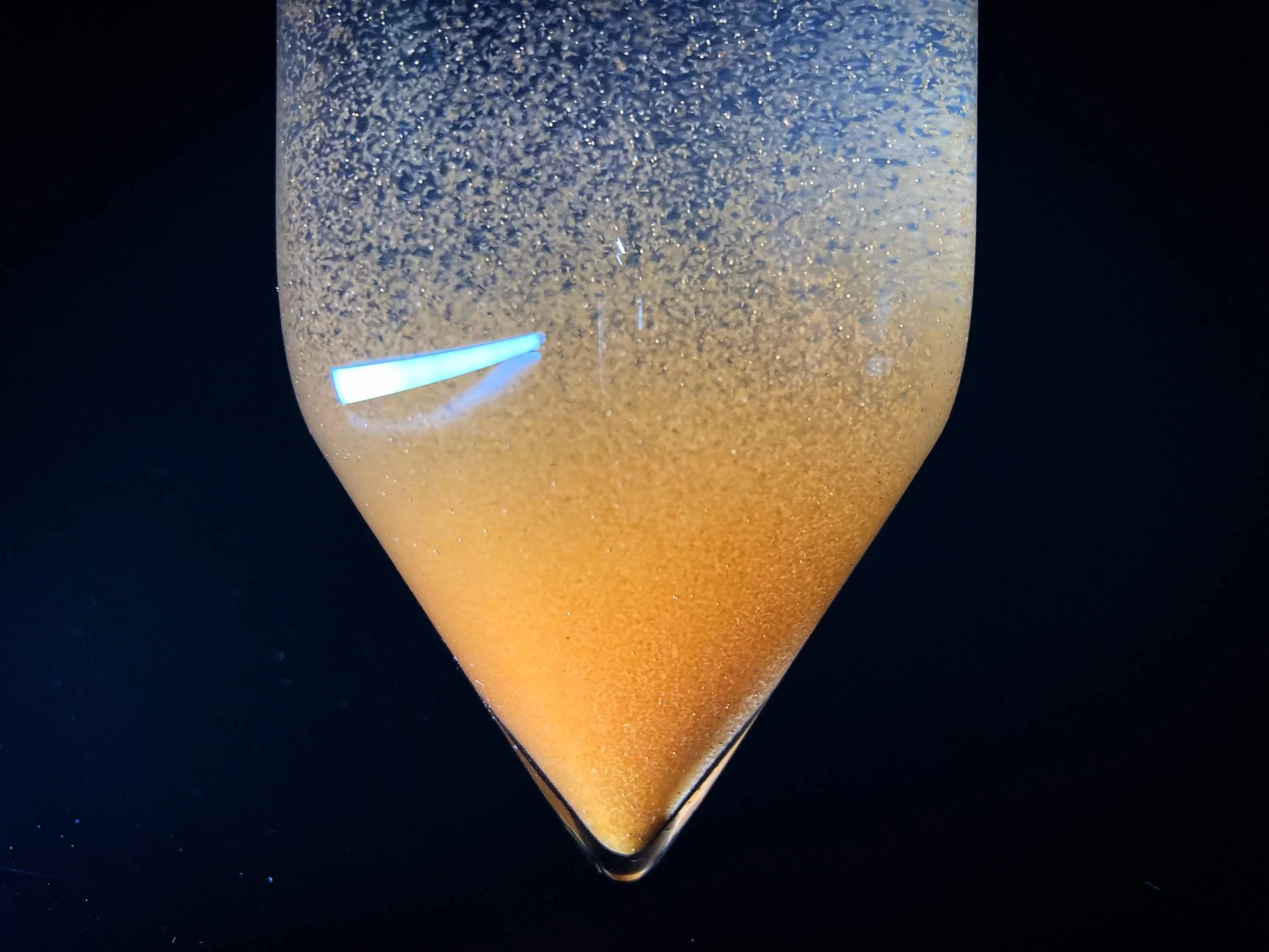 Binzhou Artemia cysts BBS eggs for aqua feed with high protein