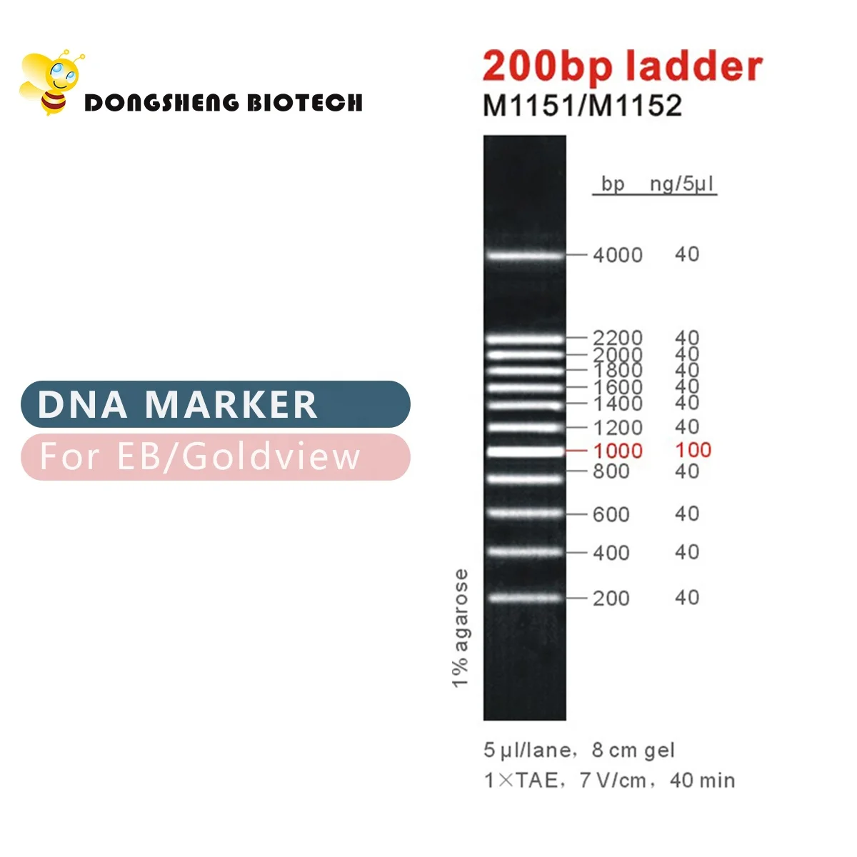 200bp DNA Ladder, Marker, OEM