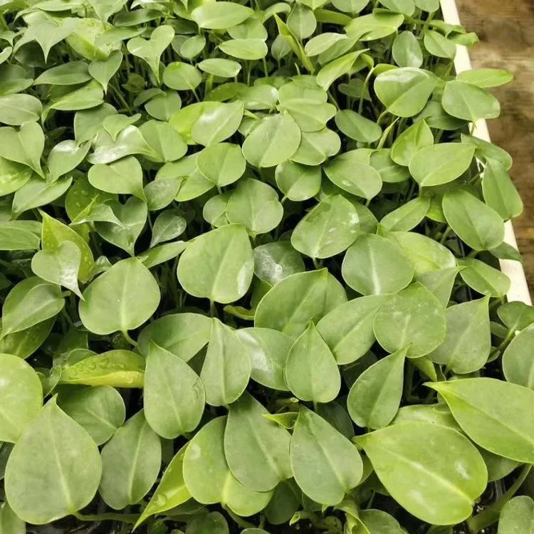 Indoor and outdoor decorative Plant seedlings Monstera