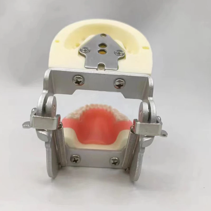 children deciduous teeth standard orthodontic study dentist anatomical dental typodont models  teeth model