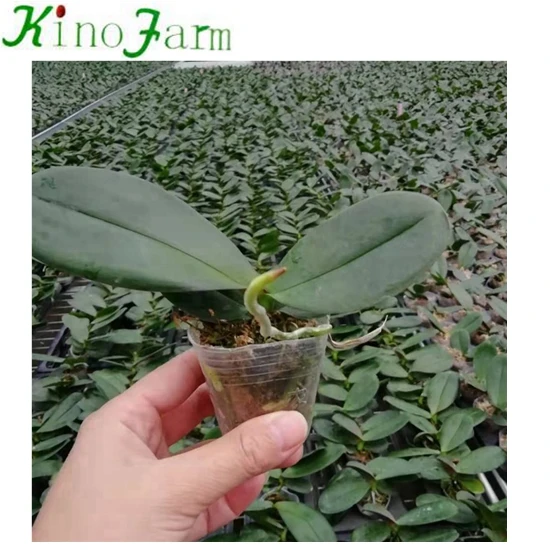 Phalaenopsis Young Plant