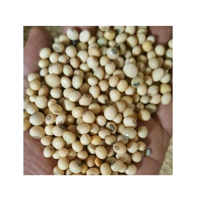High Quality Cheap Good Hot Sale Dried Bulk Yellow Soybeans Soya Beans From Ethiopia Manufacturers