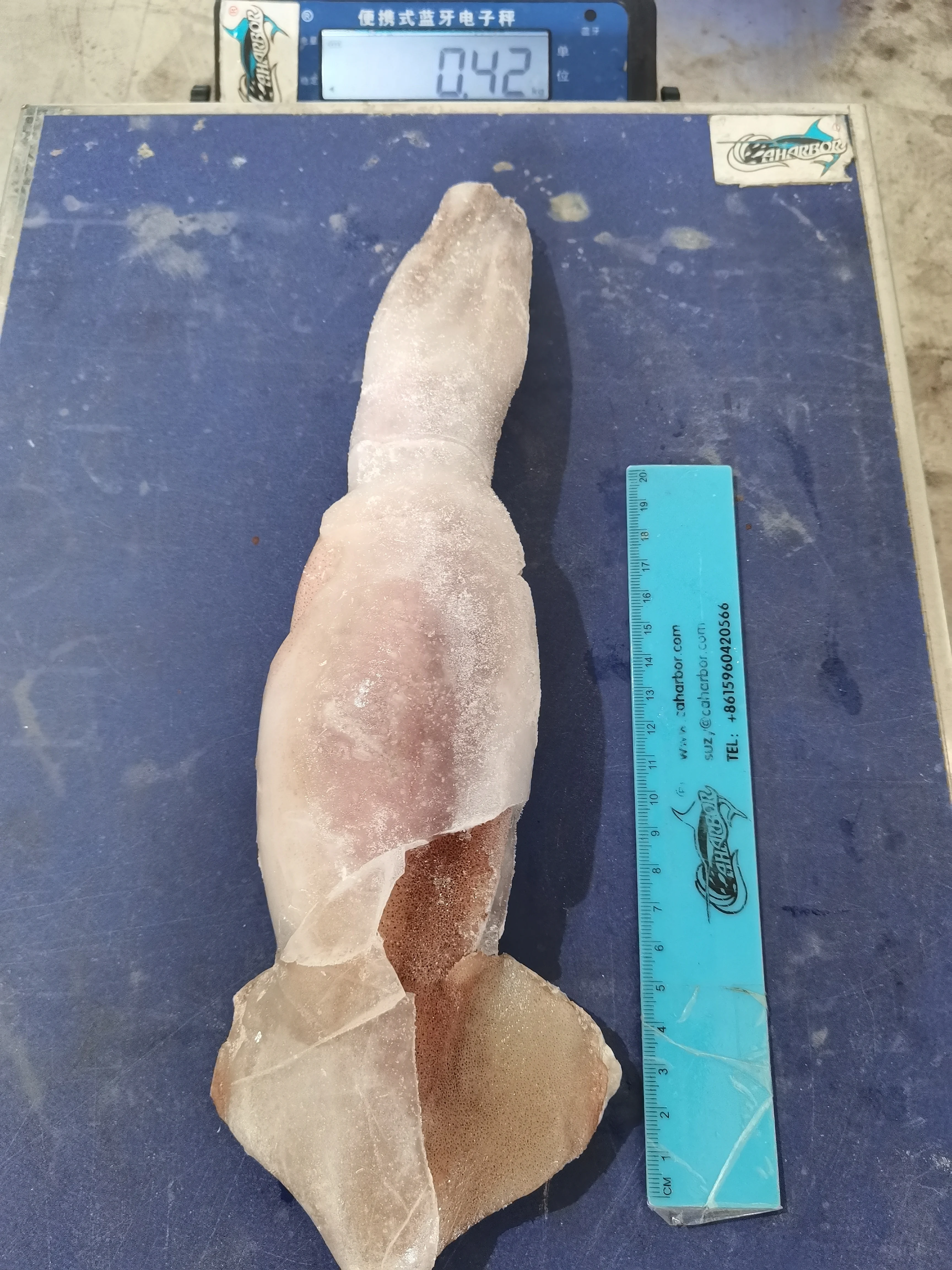 good quality IQF peru Indian ocean squid dosidicus gigas giant squid