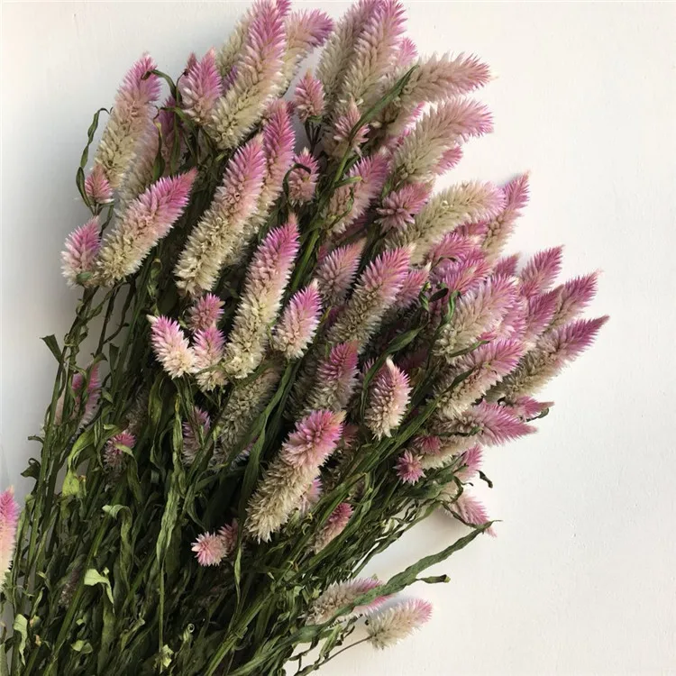  Оптовая распродажа в 2021 году Eheap настоящие сохраненные цветы искусственные и сушеный хвост Феникс букет для украшения