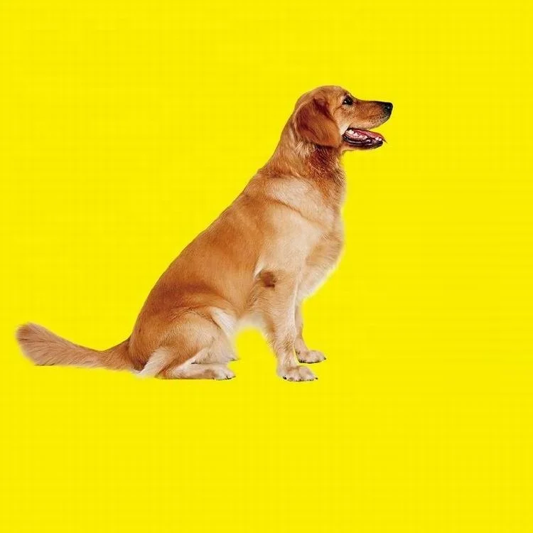 
Top quality dog training device super ultrasonic dog training device 