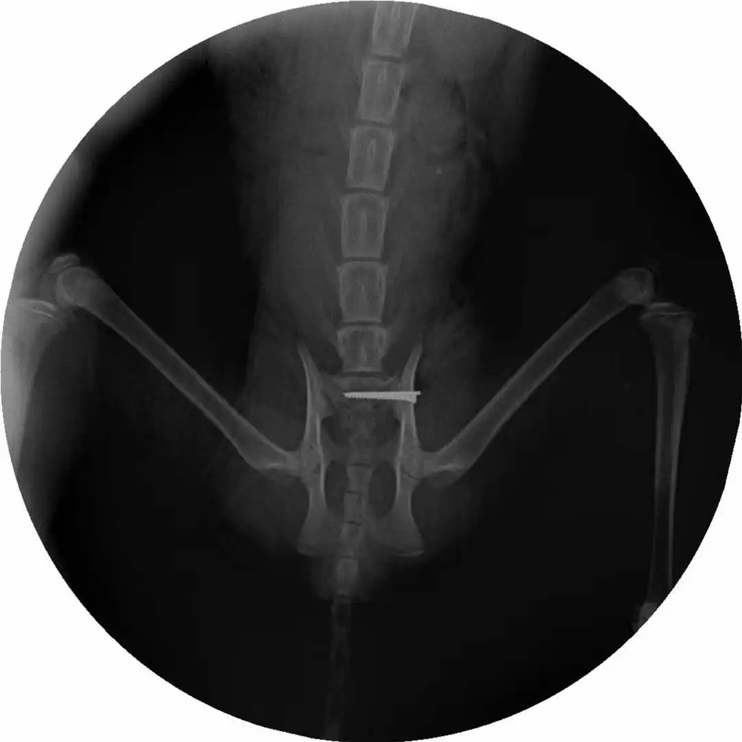 Хорошая цена ветеринарный X-Ray блок рентгеноскопии Рукоятки c радиологическое машины