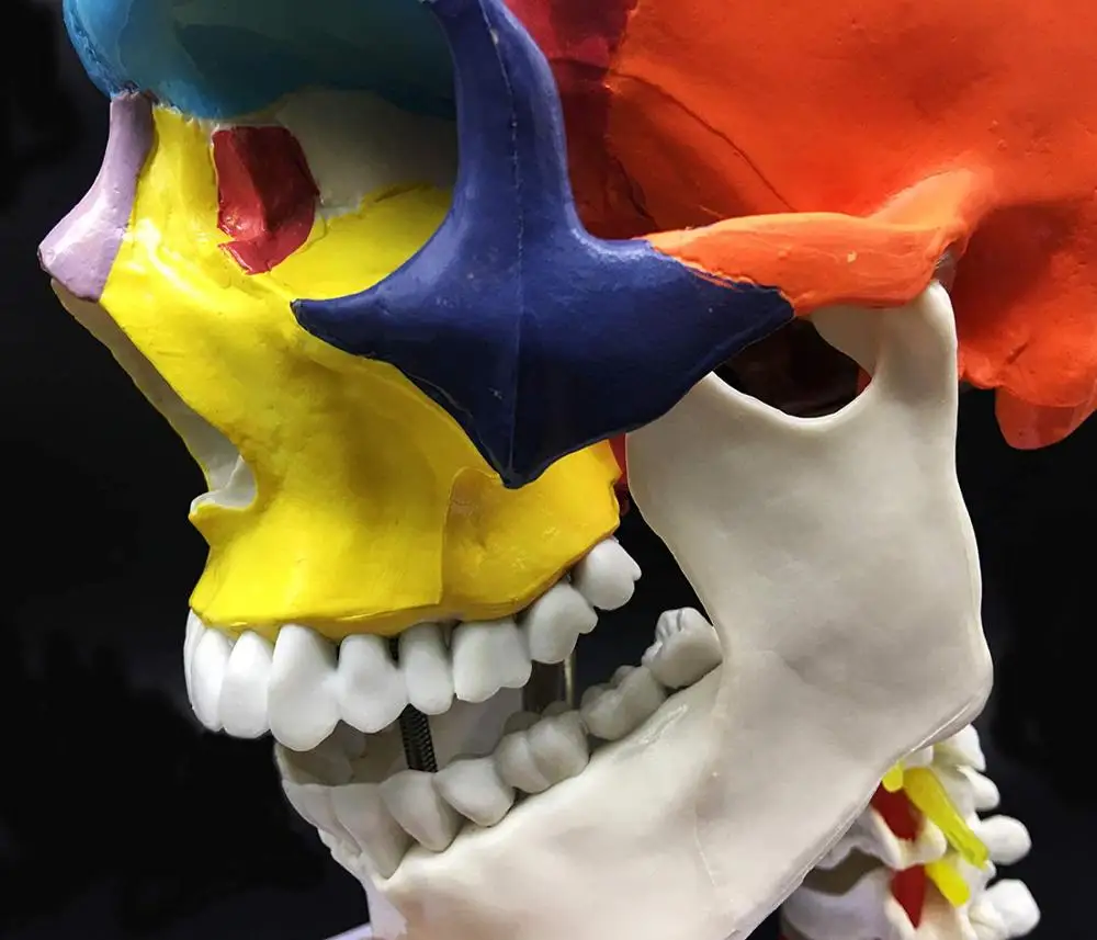 Life-Size 3-Part Human Skull with Cervical Vertebra PVC Anatomical Model for Science Classroom & Medical Teaching