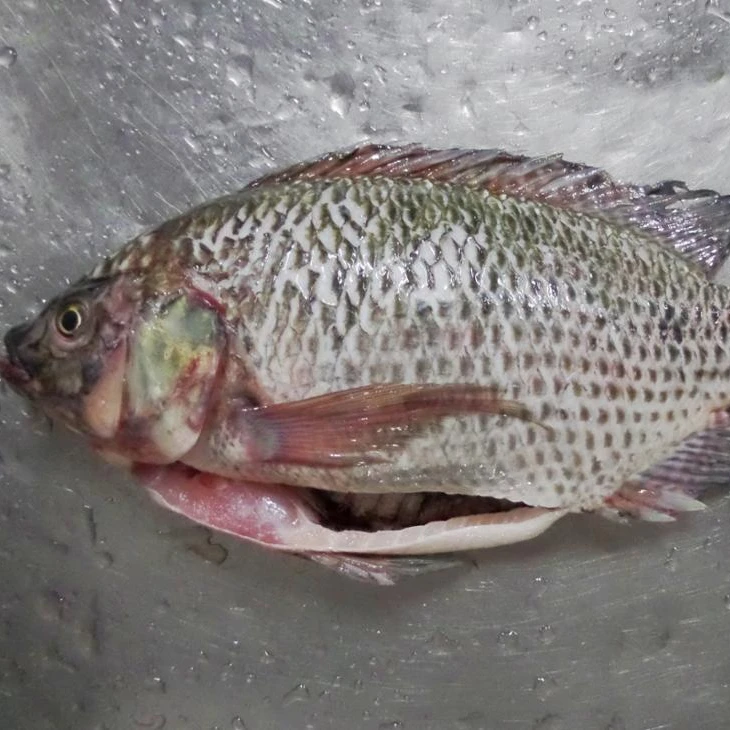 Свежие рыбные филе тилапии морепродукты лучшая замороженная без кожи не требующая химической