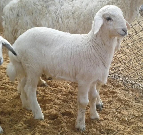 Herry Sheep,cow,camel,sheep,goat,ox,bull