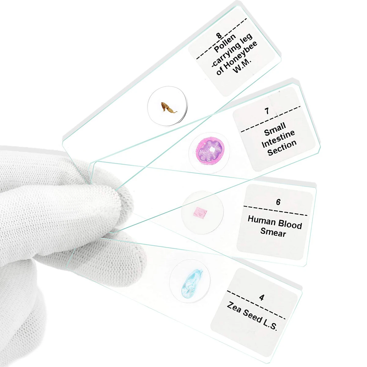Medical Parasitology teaching used 50 Pieces Different Medical Parasites Prepared Microscope Slides