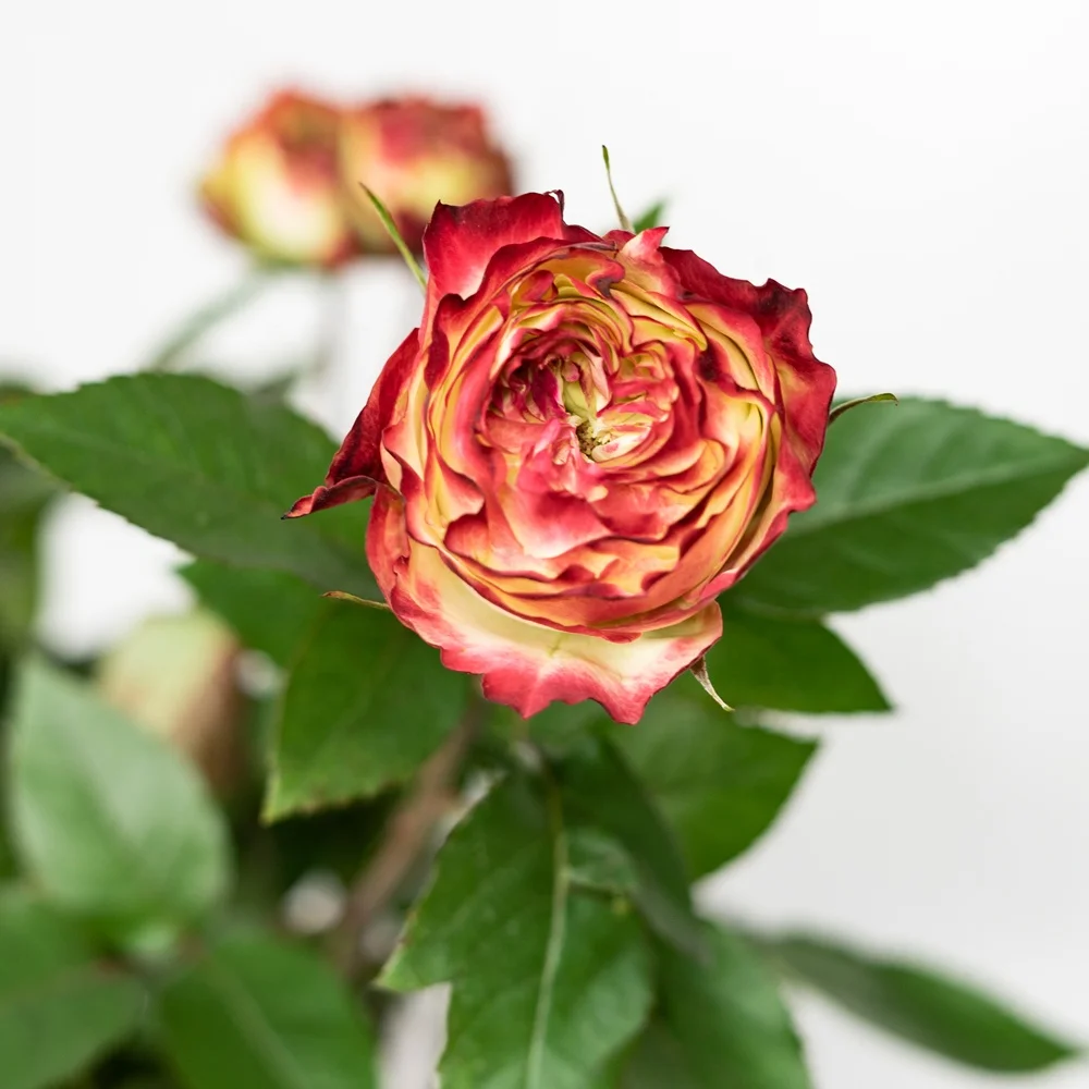 Competitive Price Long Stem Natural Bulk Fresh Cut Flowers Roses for Wedding Decoration