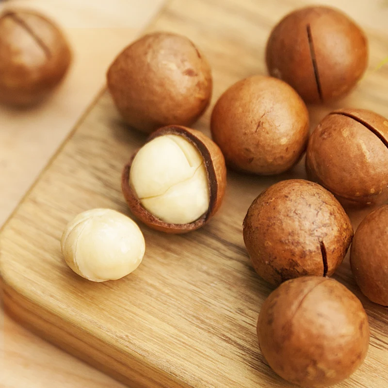 Factory Bulk Wholesale Price Roasted Creamy Raw Macadamia Nuts Roasted in Shell
