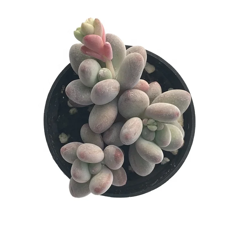 
succulents wholesale online succulents live plants set natural 