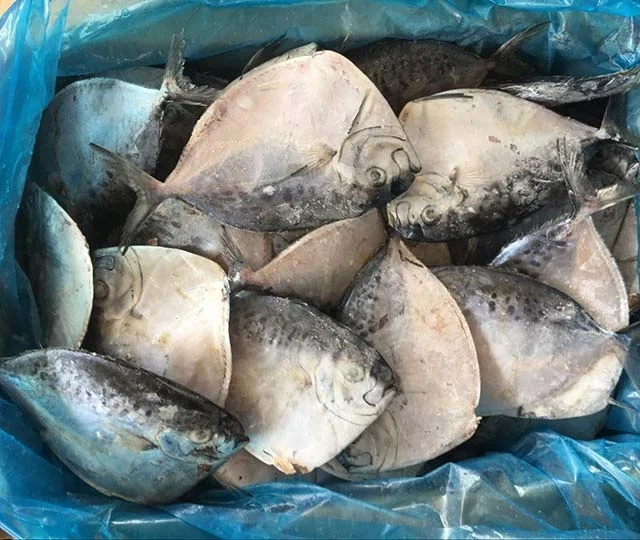 Competitive Price For Import Export Seafood Frozen Moonfish On Sale