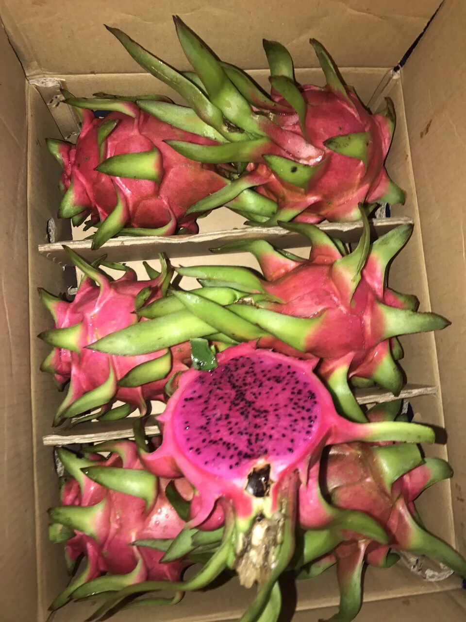 100% органический высококачественный Вьетнам (сертификат: HACCP, ISO 22000, VIETGAP,...) -Свежий фрукт красного дракона, экспорт, Лучшая цена