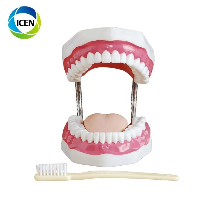 IN-404 movable oral teeth tongue model Dental oral teeth Care Model teeth model with toothbrush