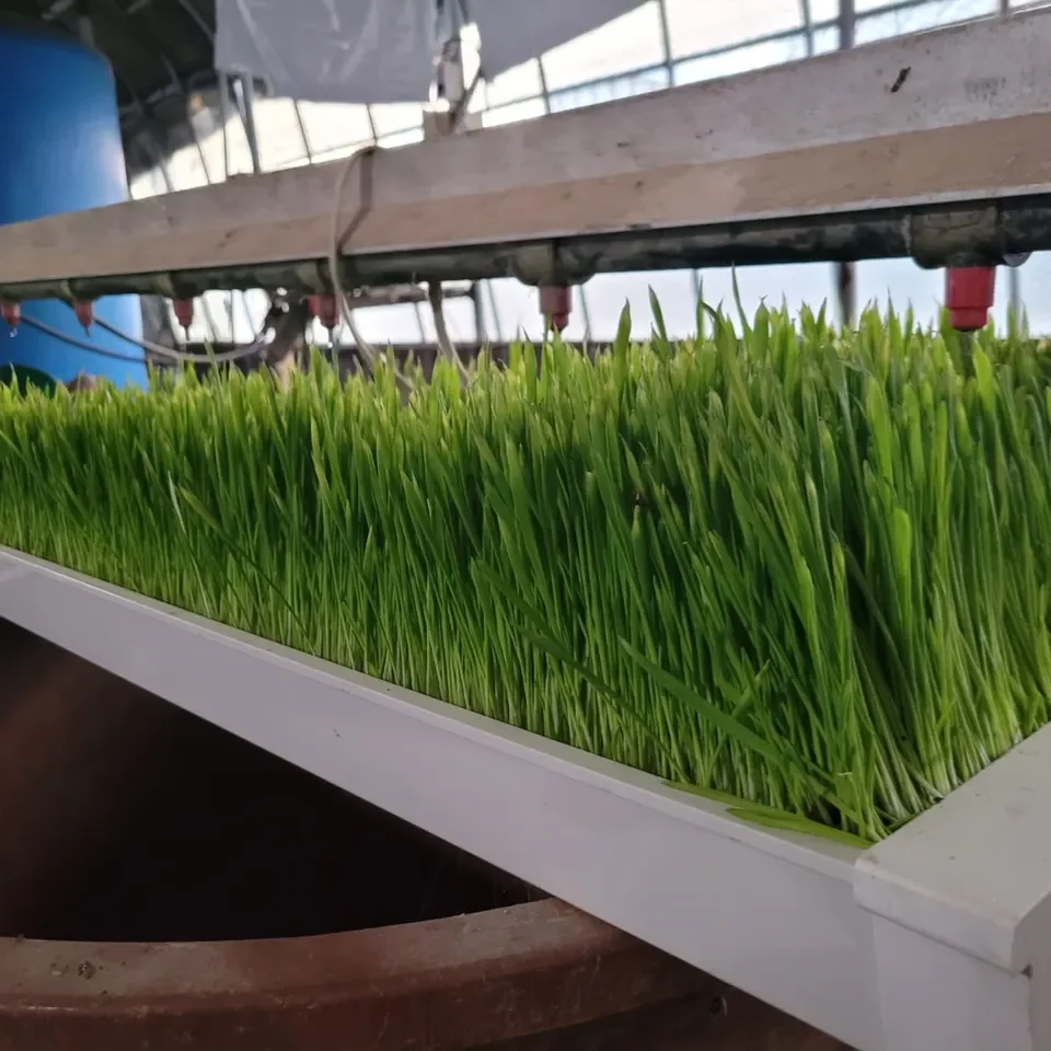 Factory Price Automatic animal fodder UPVC system/ hydroponic growing system with green trays