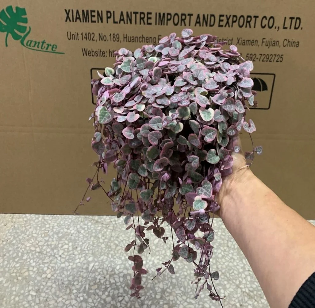  Низкая цена нитка сердца Senecio rowleyanus натуральные декоративные живые растения настоящие суккуленты бонсай церопия колларикон