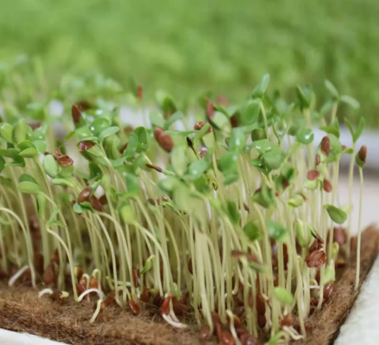 Eco friendly biodegradable natural jute fiber needle punched microgreens paper nonwoven hemp jute felt paper for Tray