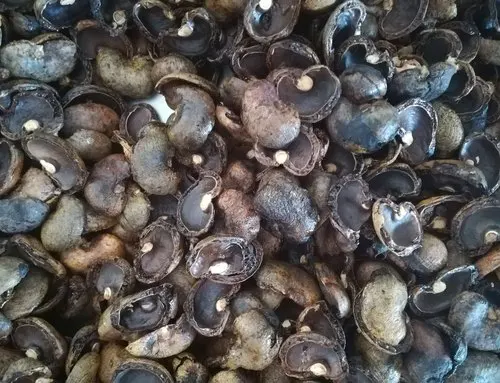 CHEAPEST PRICE CASHEW HUSK (BIG SIZE) FROM VIETNAM - AGRICULTURAL WASTE - HIGH QUALITY