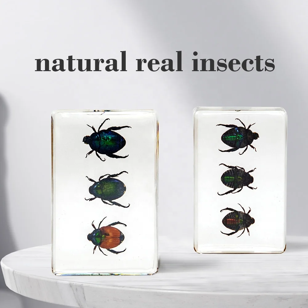 real beetles resin crafts three different kinds of beetles bugs in resin cube customized decoration for home living room