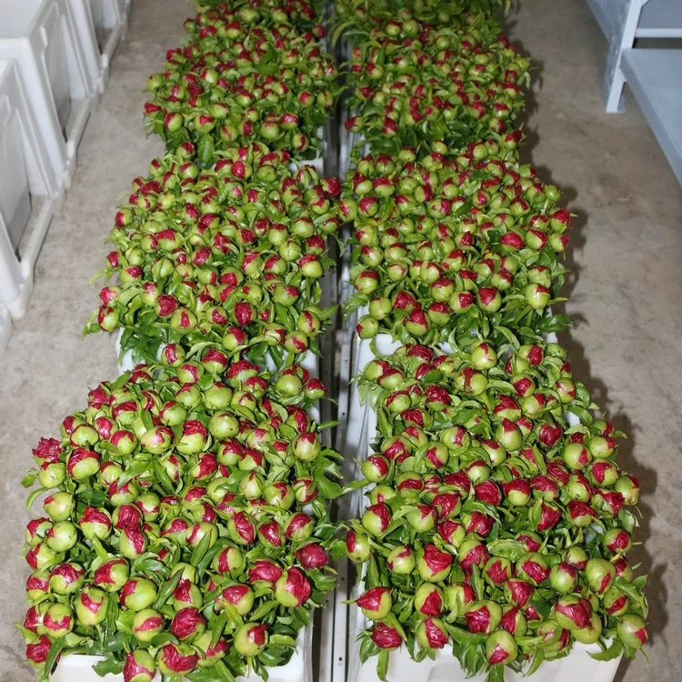 
yellow white red purple pink green black blue multi-colour herb peony cut flowers 