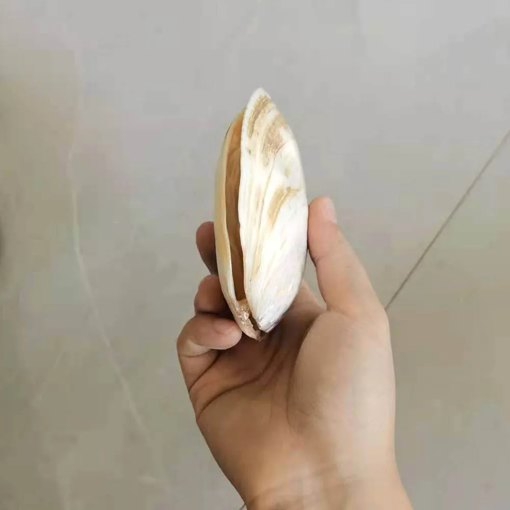 14-15cm Shell Natural Freshwater Polished Pearl Shell Oyster Mother of Pearl for DIY Crafts